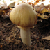 Cortinarius caperatus or Rozites Caperata 'The Gypsy'